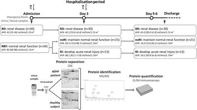 Vitamin D Binding Protein and Renal Injury in Acute Decompensated Heart Failure